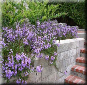 Low Maint. Ground cover